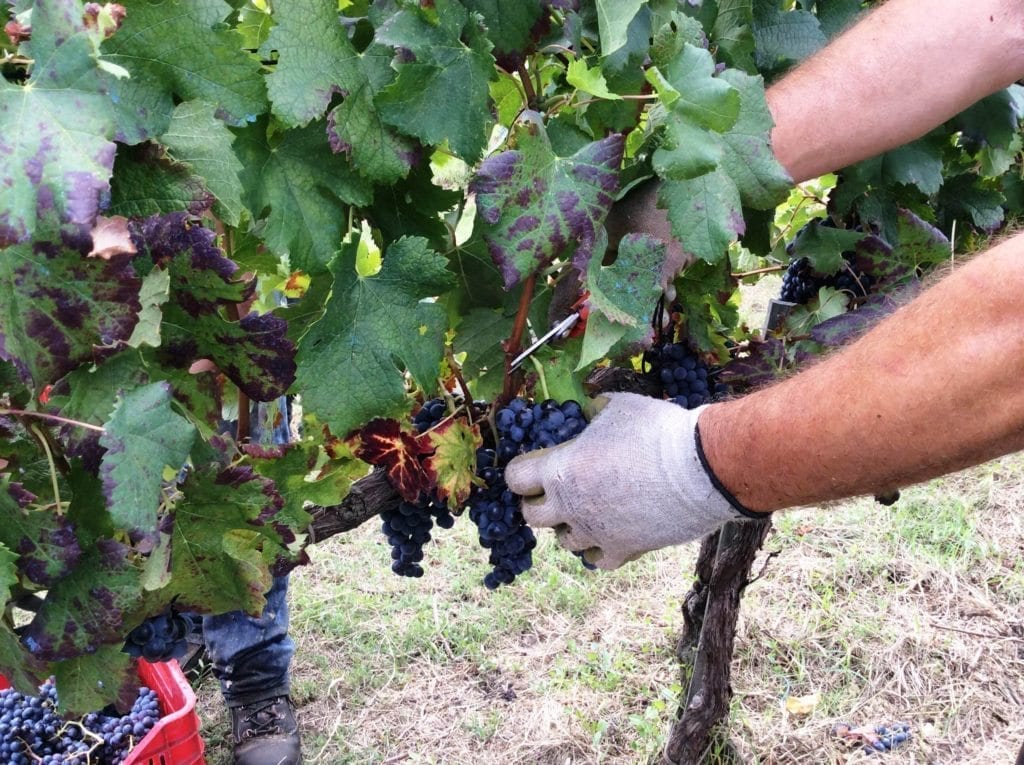 Vendemmia 2014: bilancio positivo per i vini di Montefalco